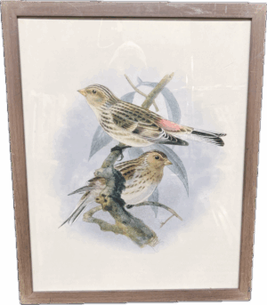 Audubon Style Print