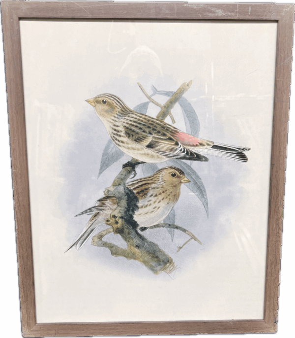 Audubon Style Print
