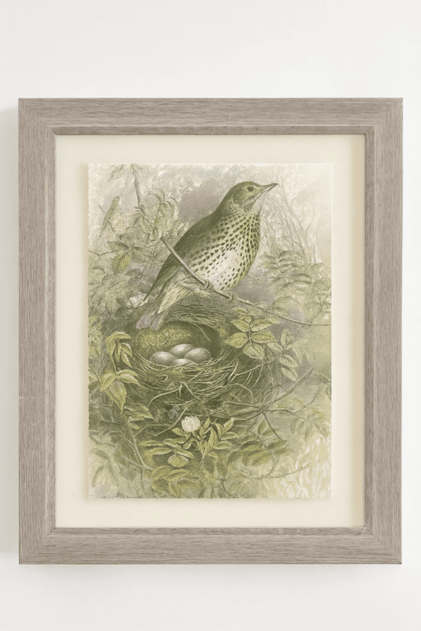 Bird with Nest in Grey Frame