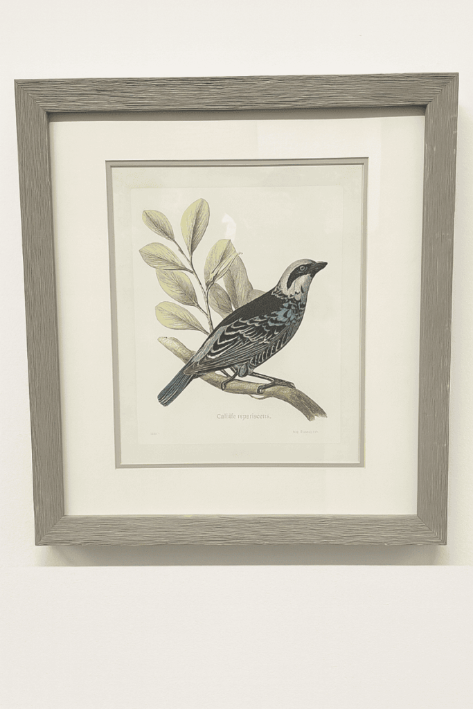 Calliste Cyanescens Bird Print
