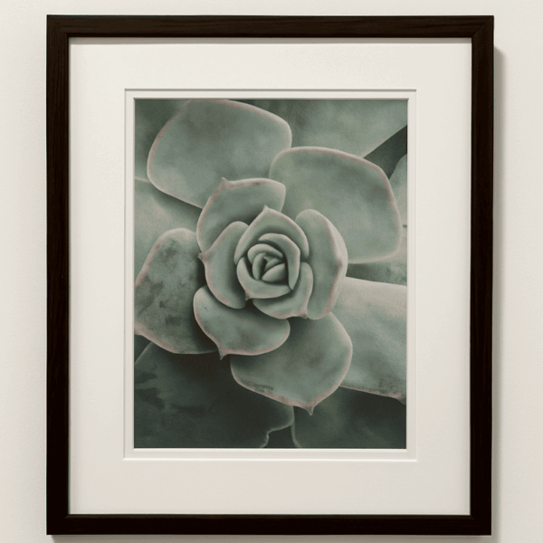 Succulent Photograph Framed Print