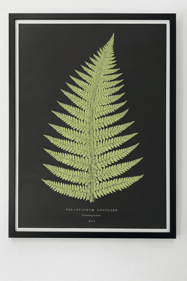 Framed Fern on Black Matte