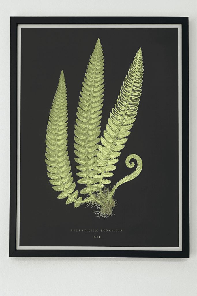 Framed Fern 3 Leaves on Black Matte