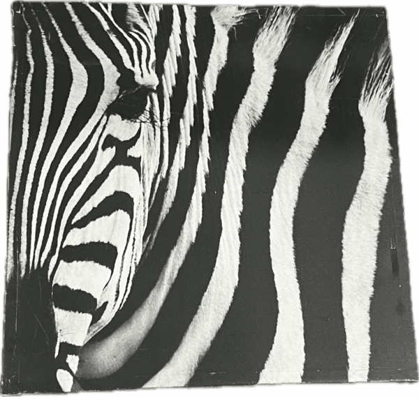 Zebra Photograph Print
