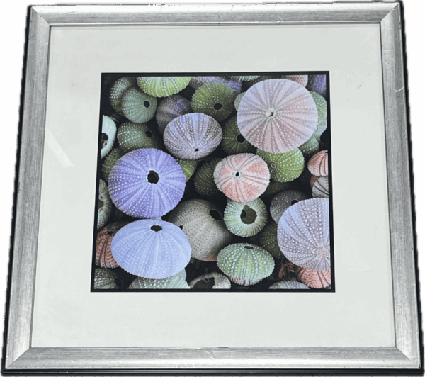 Colorful Sea Urchin Photograph