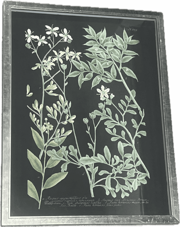 Leaves and Flowers Prints