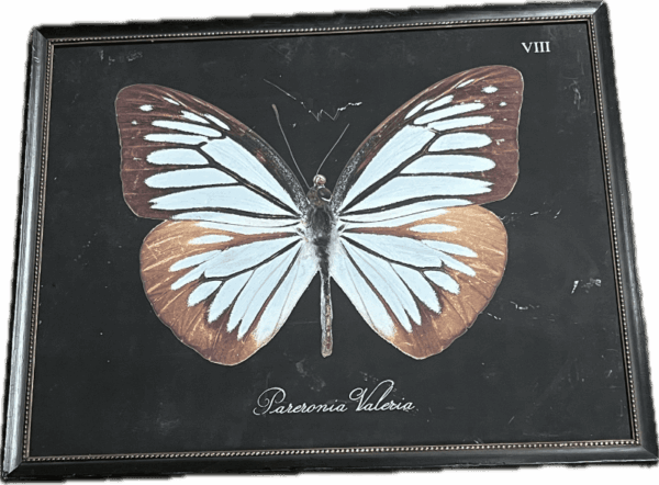 Pareronia Valeria Butterfly Painting