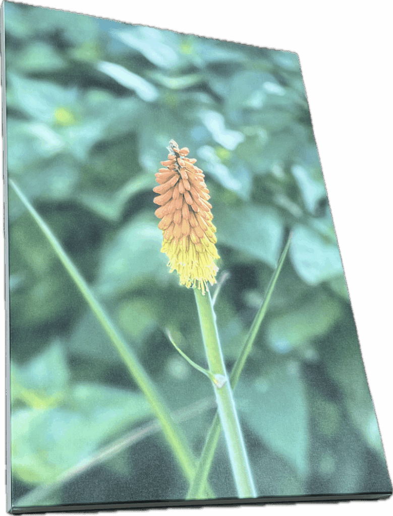 Red Hot Poker Photograph