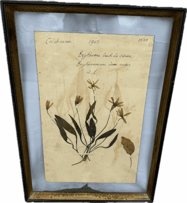 Herbarium Print in Glass Frame 1