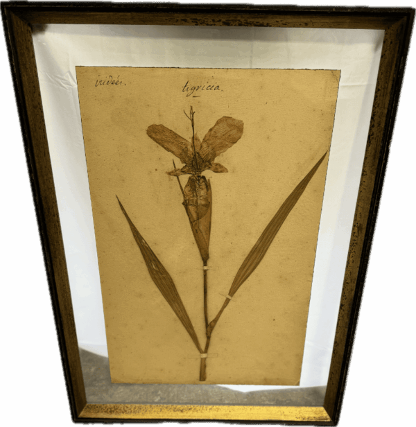 Herbarium Print in Glass Frame 2