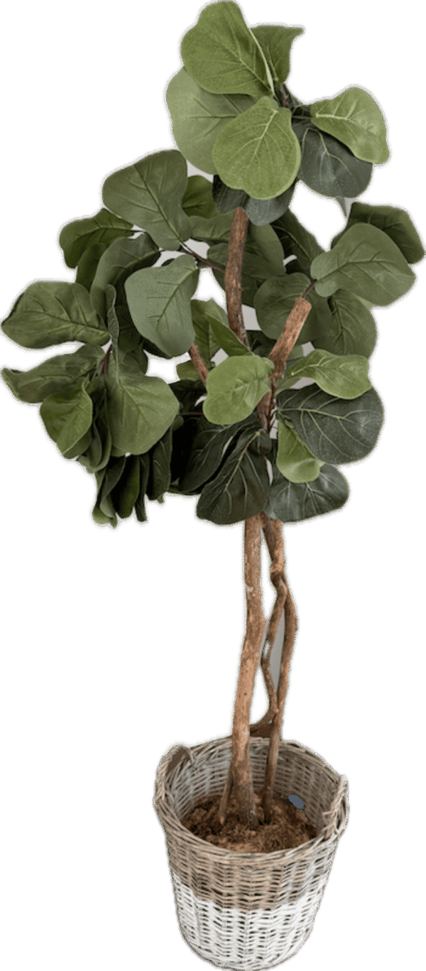 Faux Fig Plant
