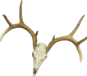 Deer Skull Wall Hanging