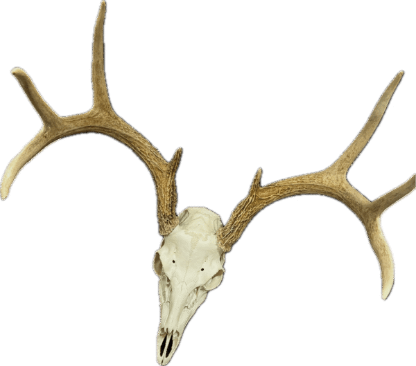 Deer Skull Wall Hanging